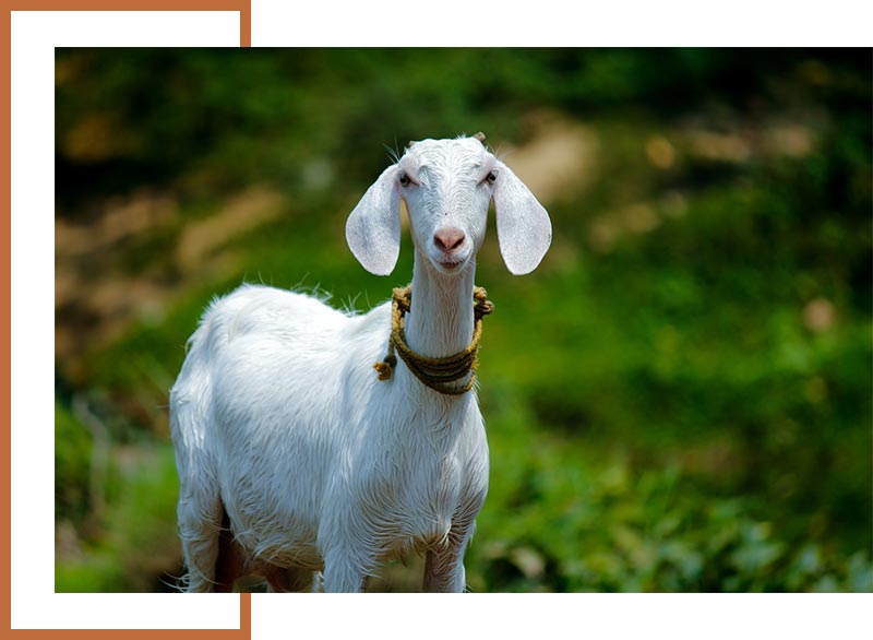 goat photo for domestic animals page